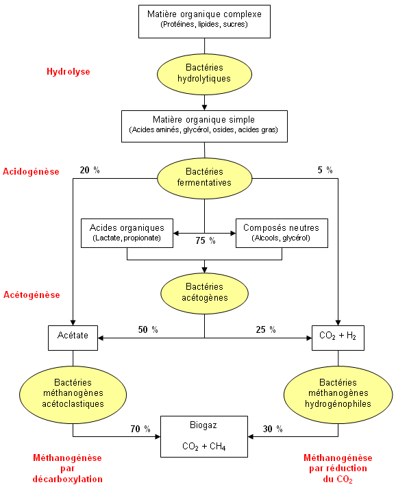 Etapes de la digestion anarobie